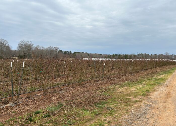 Blackberries were just recently pruned.
