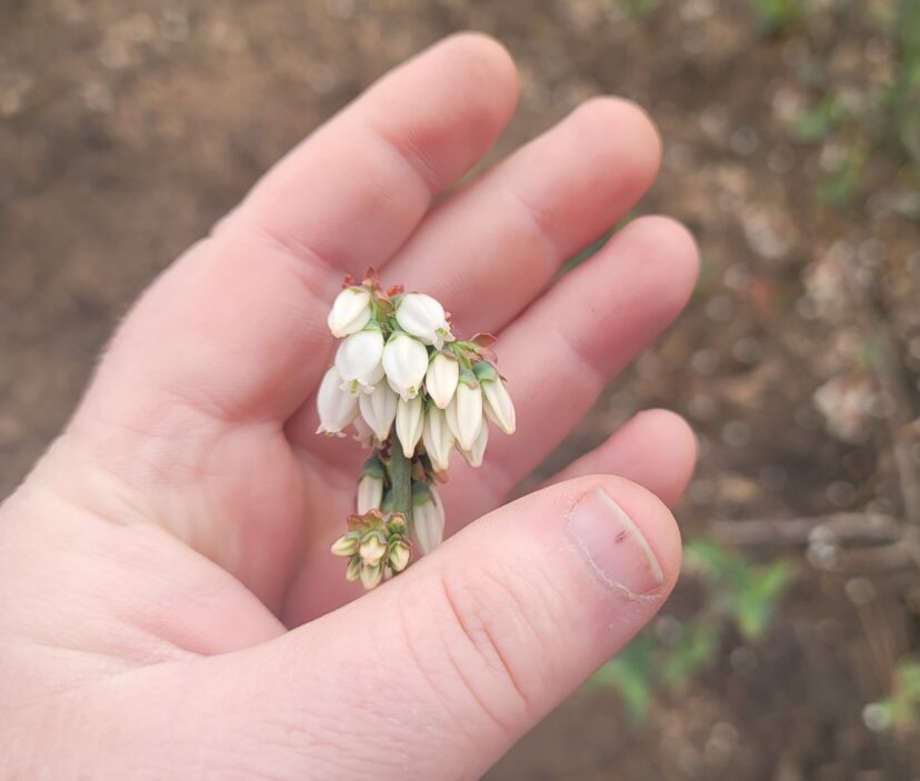 Blueberries are blooming nicely in the Orangeburg area.