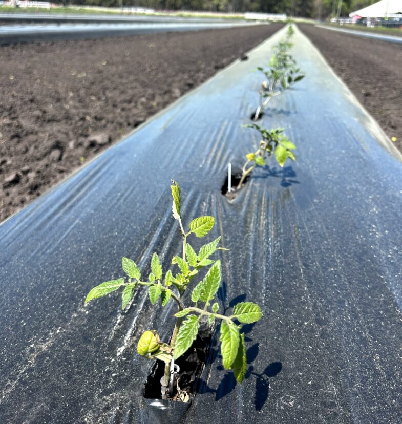 Bright skies and warm temperatures will have tomatoes pushing hard this week.