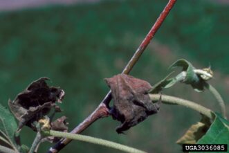 Brown, curled sycamore leaves and twig dieback caused by anthracnose fungal infection.