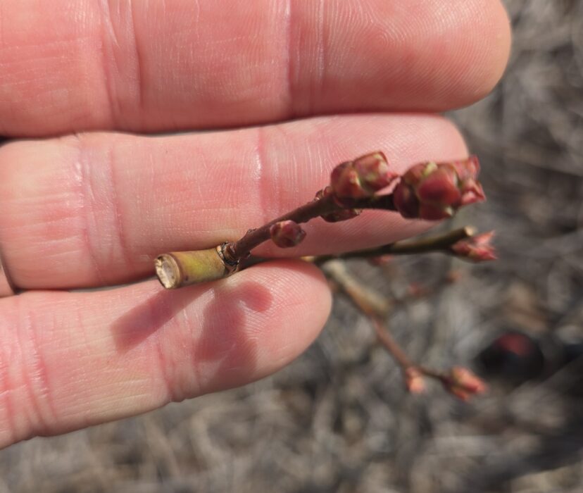 Buds swelling in blueberries.