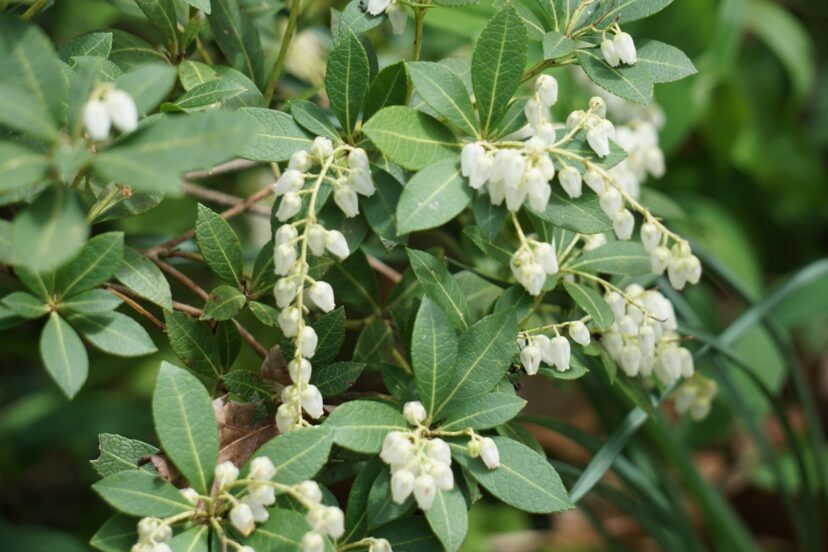 Cavatine (Pieris japonica ‘Cavatine’) has snow-white flowers in early spring.