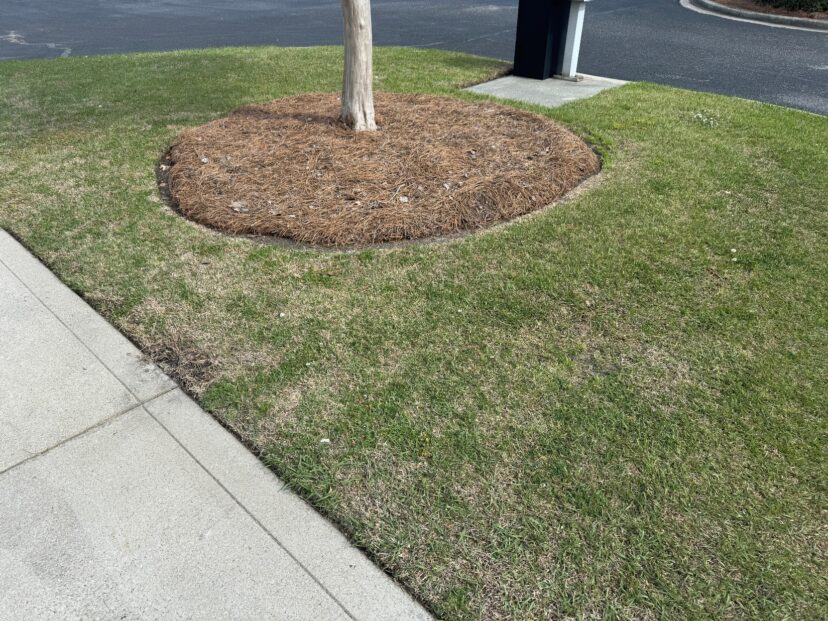 Centipede grass coming out of dormancy. Wait to fertilize until spring green up is complete.