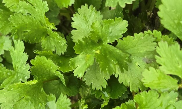 Cilantro is coming along in the Midlands.
