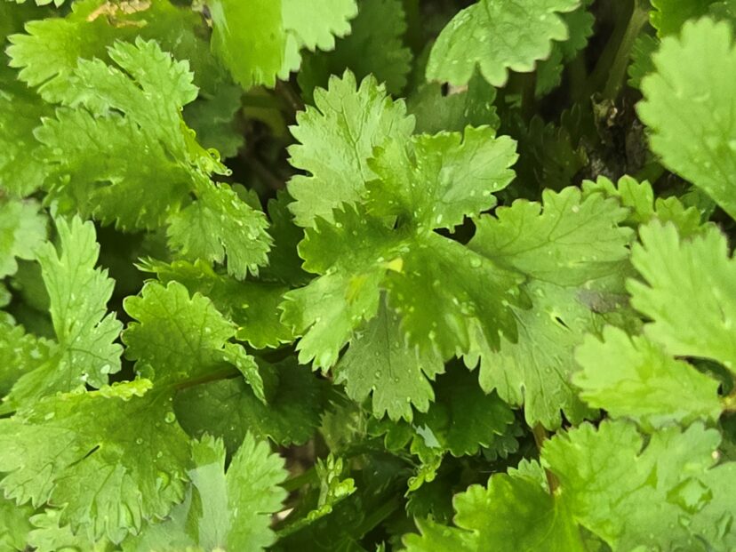 Cilantro is coming along in the Midlands.