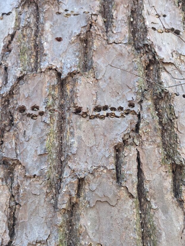 Close-up of old sapsucker holes on a short leaf pine.