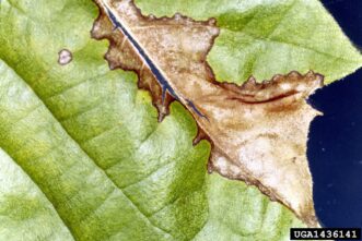 Close view of a sycamore leaf showing irregular brown necrotic tissue typical of anthracnose infection