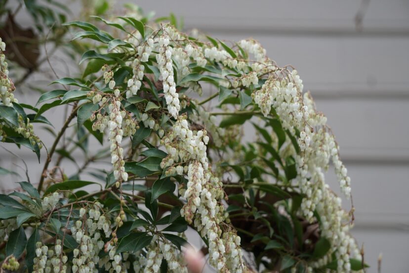 Clusters of white flowers dangle from the ends of branches of the Lily-of-the-Valley shrub.