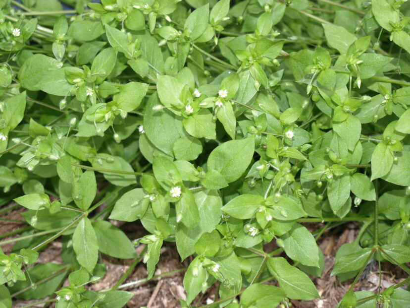 Common chickweed is a low, spreading, winter annual weed that germinates when we receive lots of cool, wet weather.