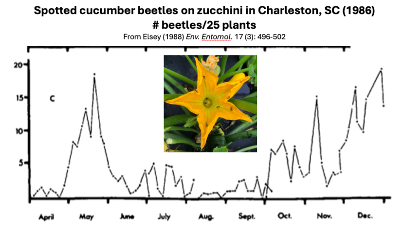 Cucumber beetle population trends throughout the year.