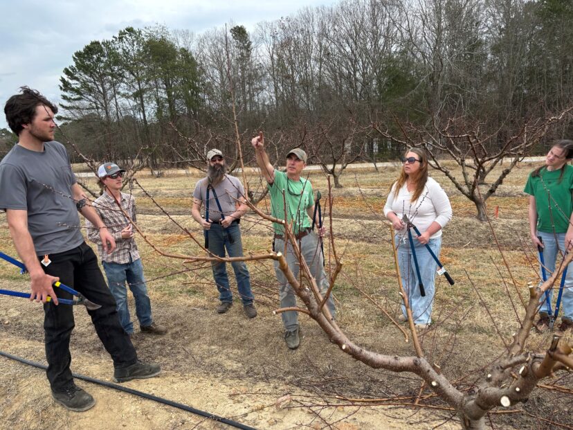Dave Ouellette reviewing the finer points of pruning peach trees.