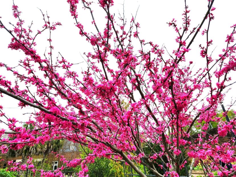 Eastern redbud (Cercis canadensis) is one of the first native trees to flower in the spring.