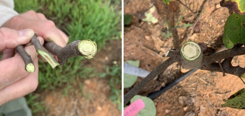 Figure 2. Discoloration of xylem tissue (i.e., vascular streaking) in cut shoots (left) and the main stem of redbud trees at a local SC nursery.