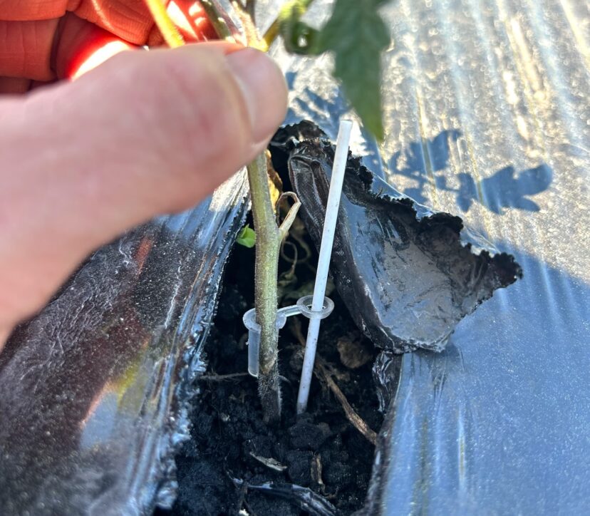 Grafted tomatoes in a field that historically could not grow tomatoes due to extreme losses from bacterial wilt.