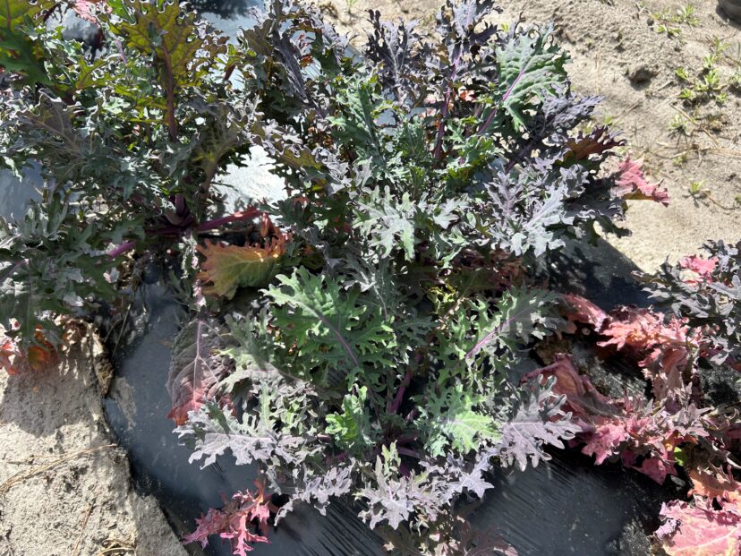 Red Russian Kale sweetened by the cold weather.