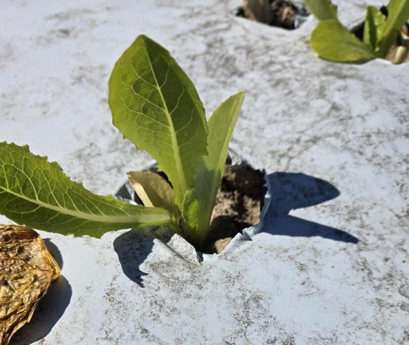 Lettuce transplants in the Midlands.