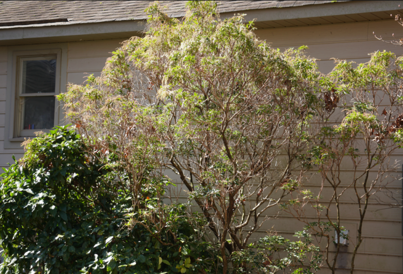 Lily-of-the-Valley shrub (Pieris japonica) can grow tall depending on the cultivar.