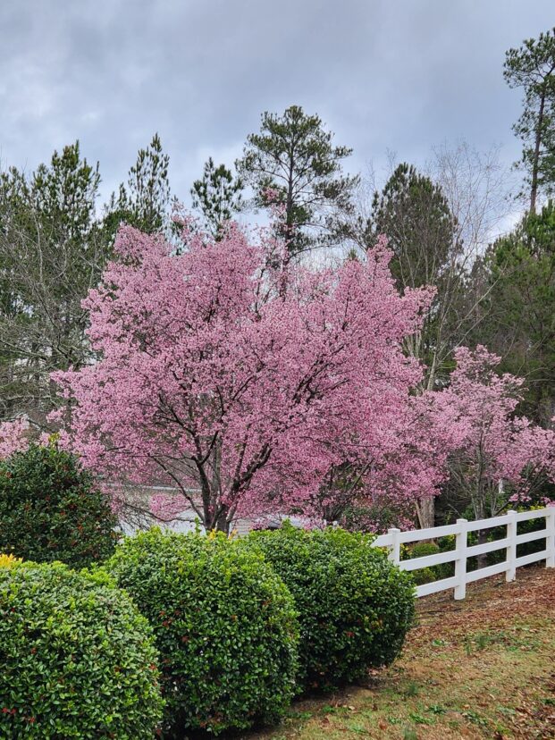 ‘Okame’ cherry (Prunus x incamp ‘Okame’) has delicate rosy-pink flowers which appear earlier and last longer than most ornamental cherries.