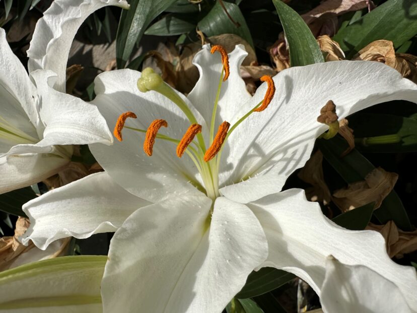 Ornamental lilies are harbingers of spring.