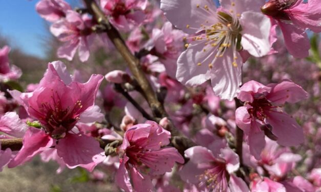 SC Fruit & Vegetable Field Report – March 24, 2025