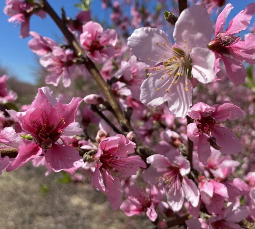 Peach trees in full bloom in the Pee Dee!