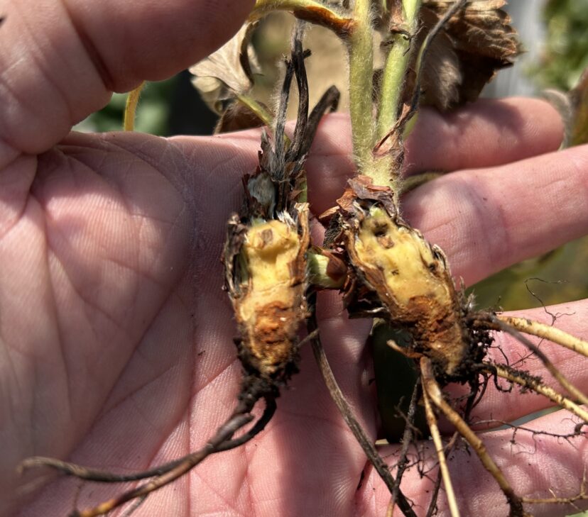 Phytophthora crown rot causes discoloration of the internal crown tissue.