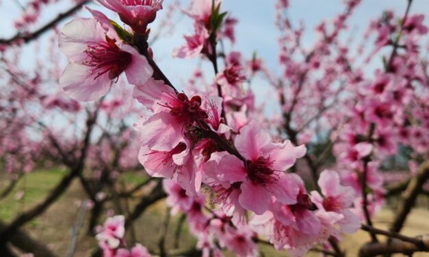 SC Fruit and Vegetable Field Report- March 17, 2025
