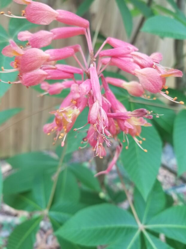 Red buckeye in bloom.
