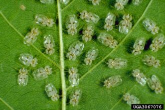 Small white lace bugs with dark markings clustered on a sycamore leaf surface.