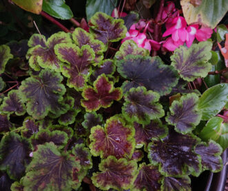 Solar Eclipse foamy bells (xHeucherella ‘Solar Eclipse’) is a cultivar of a cross between the genus Tiarella and the genus Heuchera.