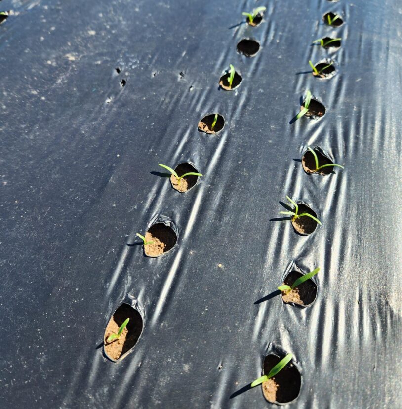 Spinach seedlings that were direct seeded into the ground.