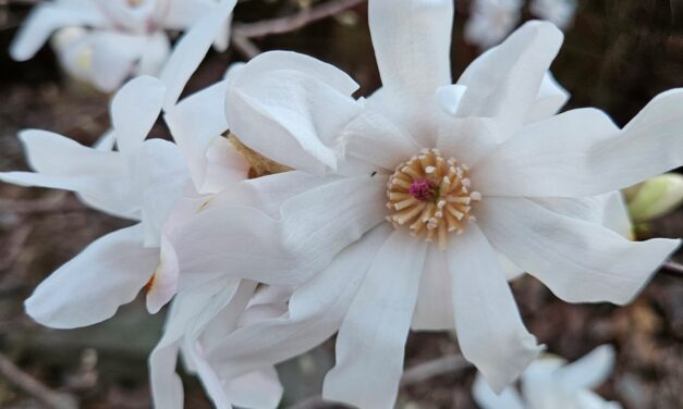 This Month in Your Garden – March 2025