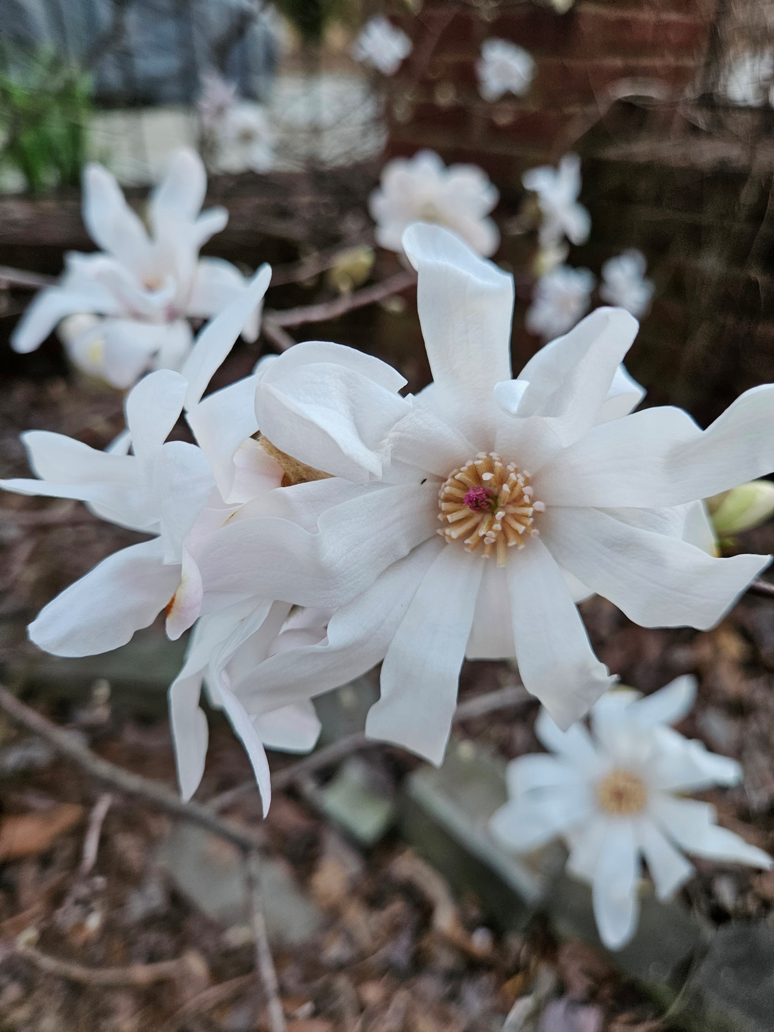 This Month in Your Garden – March 2025 | Home & Garden Information