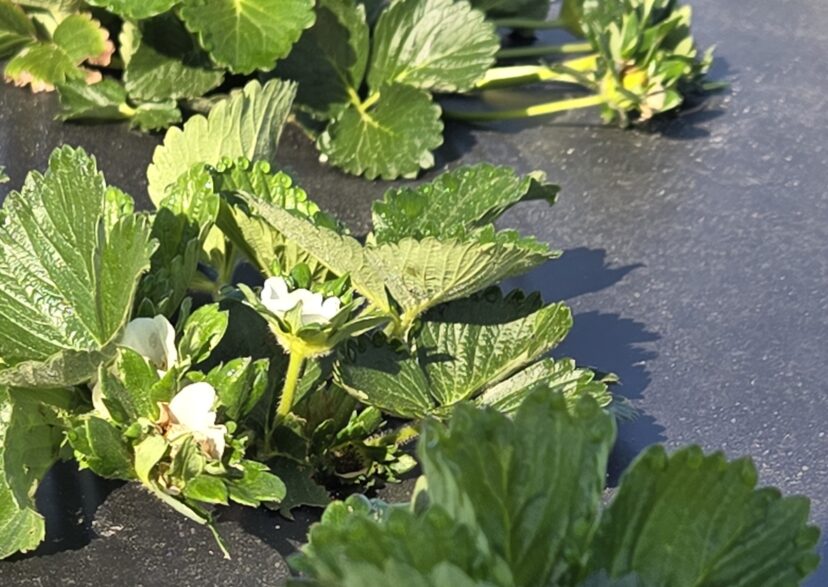 Strawberries are developing well in the Midlands.