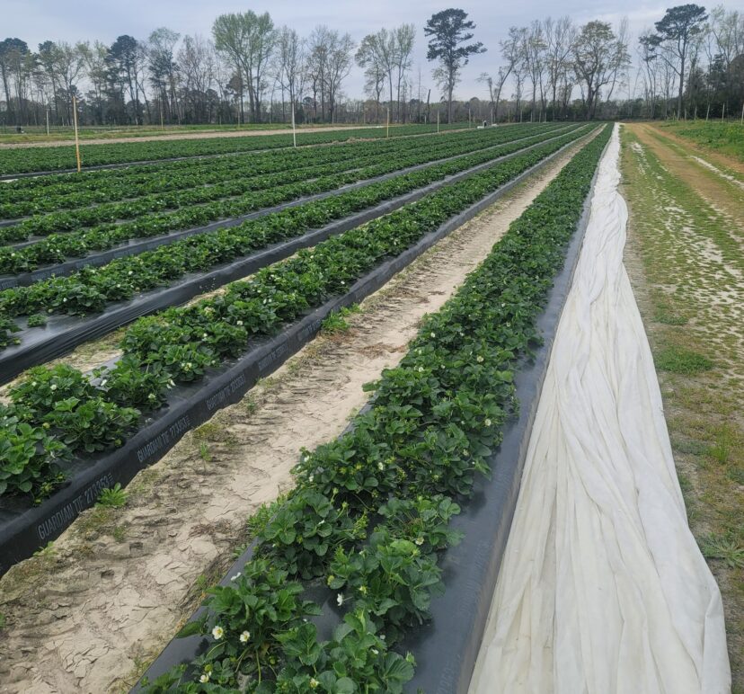 Strawberries are in full bloom.