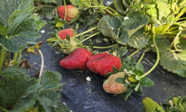 SC Fruit & Vegetable Field Report – March 31, 2025