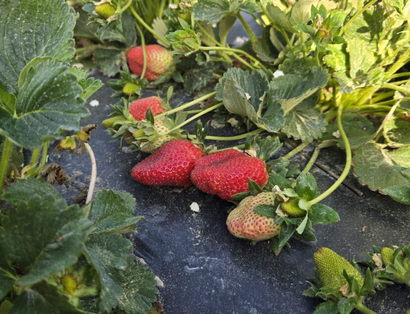 Strawberries are looking great in the Midlands.