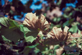 Sycamore leaves with brown scorched edges and curled margins caused by bacterial leaf scorch infection.