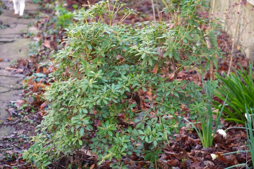 The compact size of Cavatine (Pieris japonica ‘Cavatine’) makes it a good candidate for planting in small spaces.