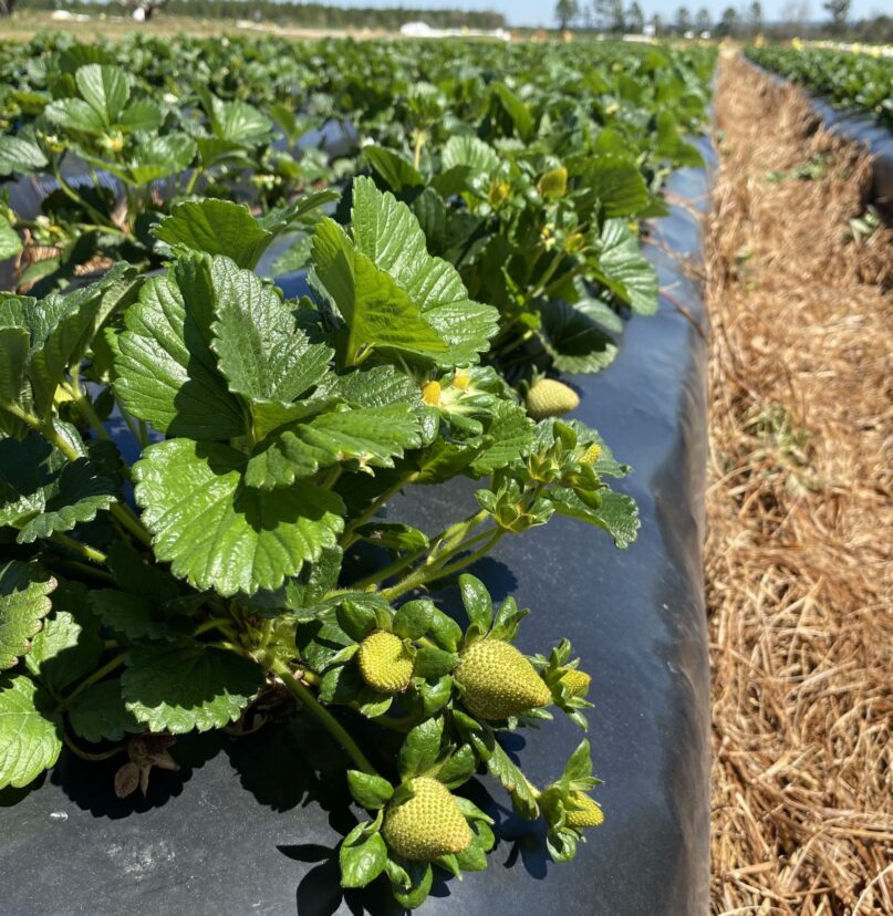 The Fronteras strawberry variety should have a crop ready to harvest this week.