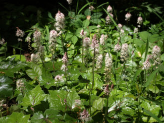 The spring blooms of foamflower (Tiarella cordifolia) have pink buds that open to white flowers.