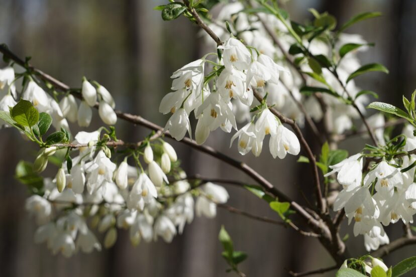 The two-winged silverbell (Halesia diptera) is a host plant for various butterflies and provides an important nectar source for bees.