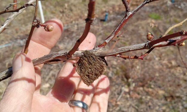 Question of the Week – Chinese Mantid Ootheca