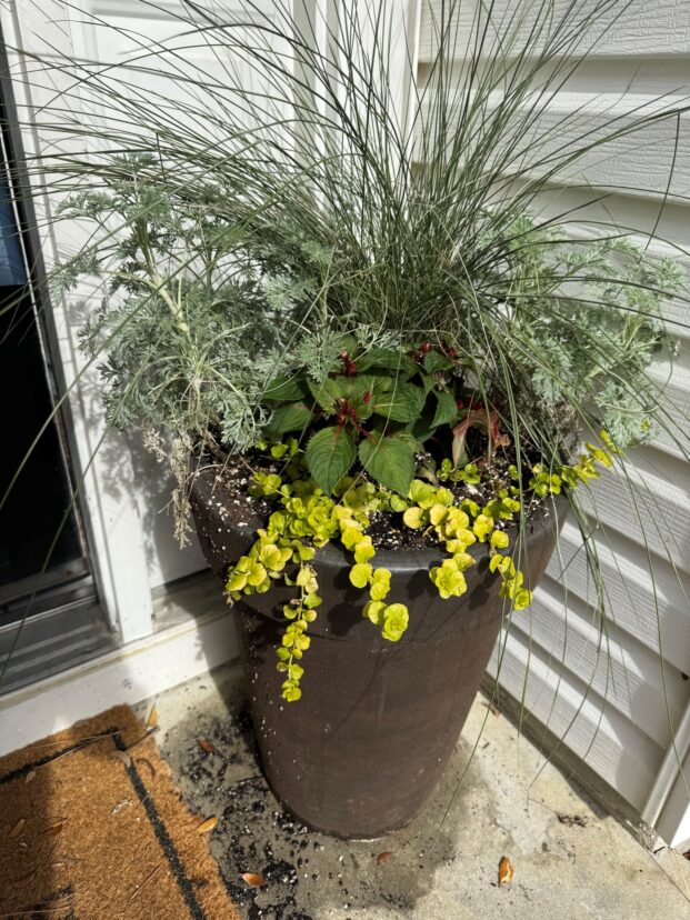 Use containers to get an early splash of color in the landscape.