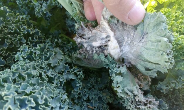 White mold (Sclerotinia sclerotiorum) is appearing in South Carolina brassica fields