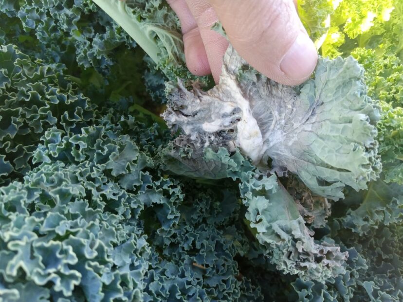 White mold (Sclerotinia sclerotiorum) is appearing in South Carolina brassica fields