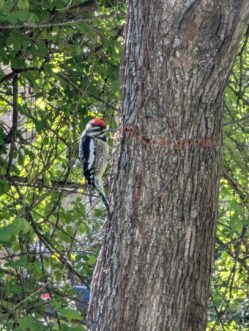 Yellow-bellied sapsucker excavating sap holes.