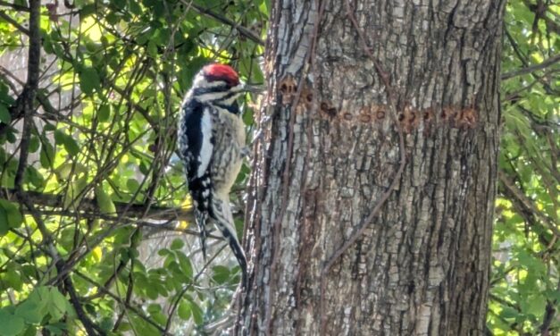 A Backyard Encounter with the Yellow-Bellied Sapsucker