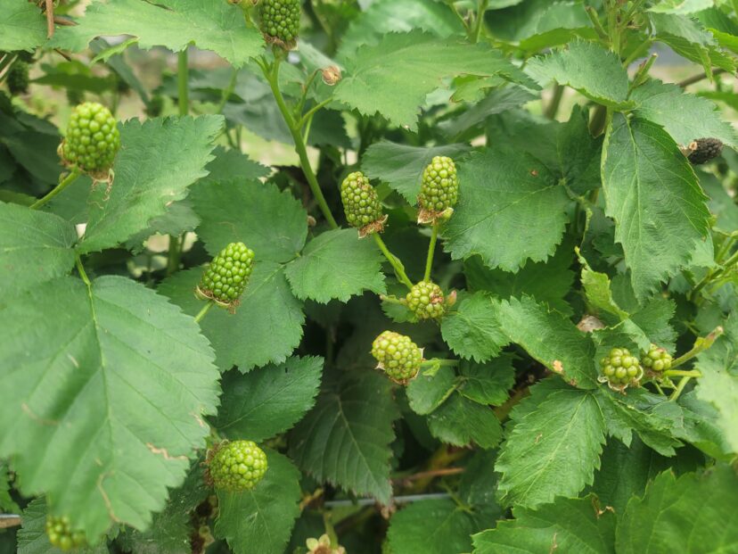 Immature Blackberry Fruit
