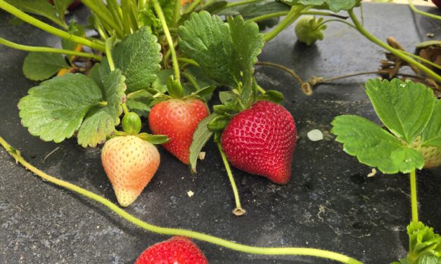 SC Fruit and Vegetable Field Report – April 28, 2025